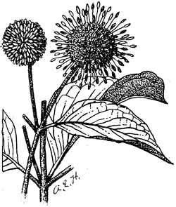 Button Bush(Cephalanthus occidentalis)