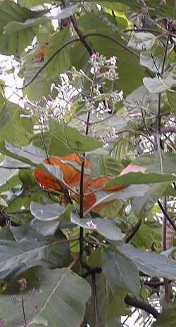 Quinine(Cinchona pubescens)