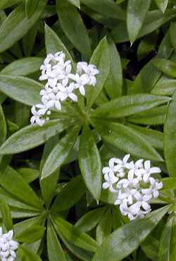 Sweet Woodruff, Sweet-scented Bedstraw(Galium odoratum)