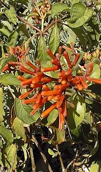 Texas Firecracker Bush, Scarlet Bush(Hamelia patens)