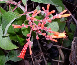 Texas Firecracker Bush, Scarlet Bush(Hamelia patens)