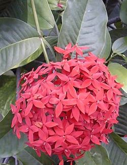 Ixora, Flame Of The Wood, Jungle Flame(Ixora coccinea)