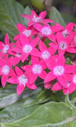 Star Clusters(Pentas lanceolata)