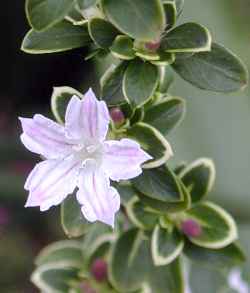 Thousand Stars(Serissa fetida)