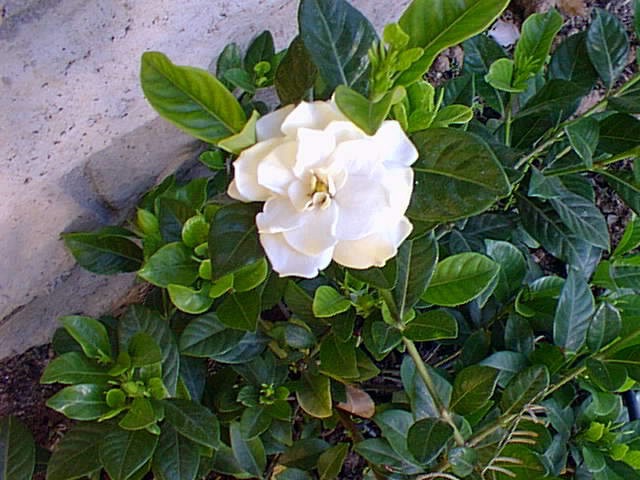 Gardenia (Gardenia jasminoides)
