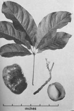 White sapote(Casimiroa edulis)