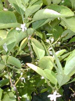 Key Lime, Mexican Lime(Citrus aurantifolia)