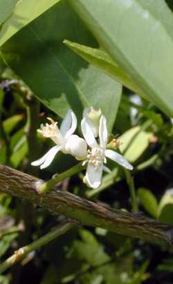 Key Lime, Mexican Lime(Citrus aurantifolia)