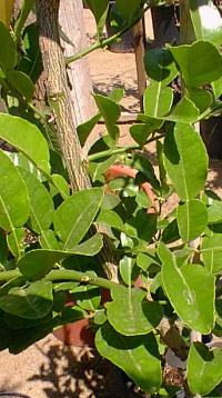 Kaffir Lime, Thai Bai Makrut(Citrus hystrix)