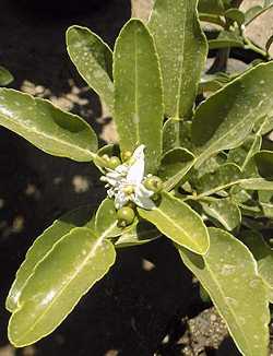 Kaffir Lime, Thai Bai Makrut(Citrus hystrix)