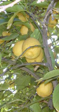 Lemon(Citrus limon)