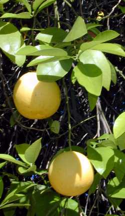 Grapefruit(Citrus Χ paradisi)