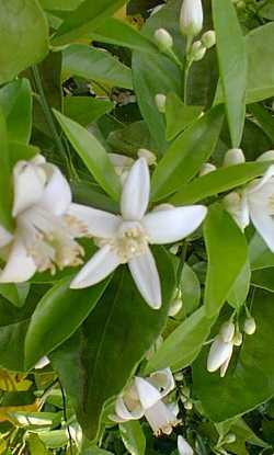 Sweet Orange(Citrus sinensis)