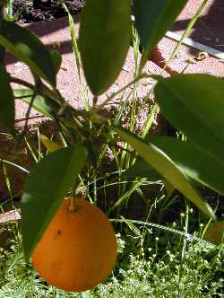 Sweet Orange(Citrus sinensis)