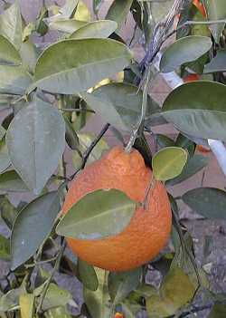 Tangelo(Citrus tangelo)