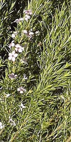 Pink Breath of Heaven, Confetti Bush(Coleonema pulchellum)