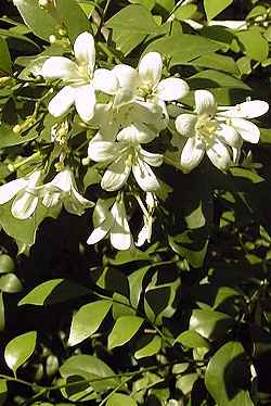 Orange Jessamine(Murraya paniculata)