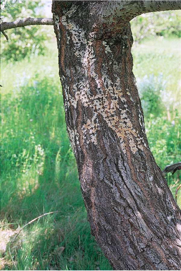 White Poplar Silverleaf Poplar Populus Alba White Poplar Silverleaf Poplar Populus Alba