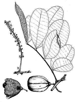 Akee, Ackee(Blighia sapida)