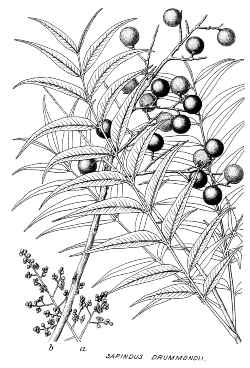 Western Soapberry(Sapindus saponaria var. drummondii )