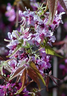 Mexican Buckeye, Monilla(Ungnadia speciosa)