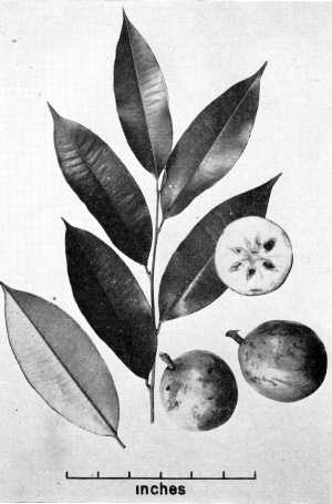 Star Apple, Caimito(Chrysophyllum cainito)
