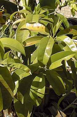 Sapodilla, Nispero(Manilkara zapota)