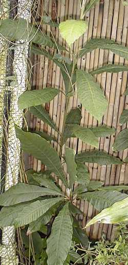 Canistel, Eggfruit(Pouteria campechiana)