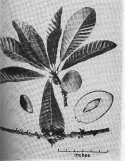 Mamey Sapote(Pouteria sapota)