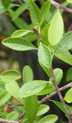 Tough Bully, Tough Bumelia, Silver Buckthorn(Sideroxylon tenax)