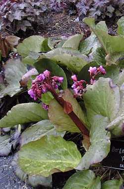 Winter Blooming Bergenia(Bergenia crassifolia)