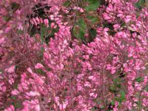 (Heuchera 'Wendy')