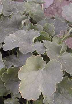 Coral Bells, Alum Root(Heuchera sanguinea)