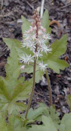 Iron Butterfly Foam Flower(Tiarella )