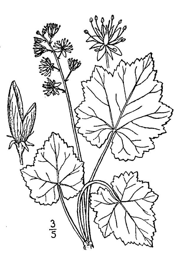 Heartleaf Foamflower (Tiarella cordifolia)