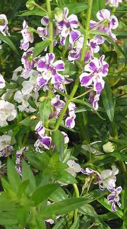 Narrowleaf Angelonia(Angelonia angustifolia)