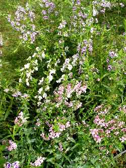 Narrowleaf Angelonia(Angelonia angustifolia)