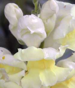 Snapdragon(Antirrhinum majus)