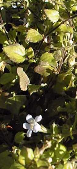 Bacopa 'Lavender Storm'(Sutera cordata cv. 'Lavender Storm')