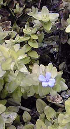Water Hyssop, Lemon Bacopa(Bacopa caroliniana)