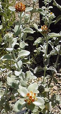 Woolly Butterfly Bush