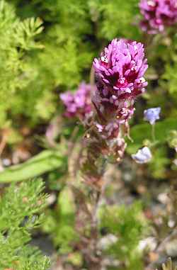 Owl's Clover