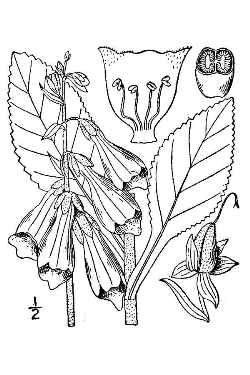 Foxglove(Digitalis purpurea)