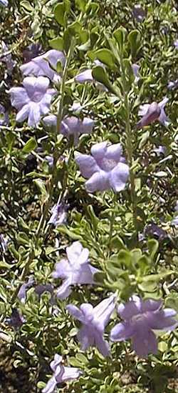 Chihuahuan Sage