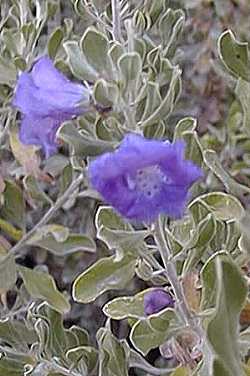 Langman's Sage