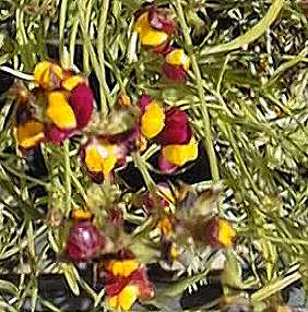 Toadflax, Baby snapdragon(Linaria maroccana)