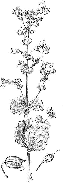 Monkey Flower(Mimulus Χ hybridus)