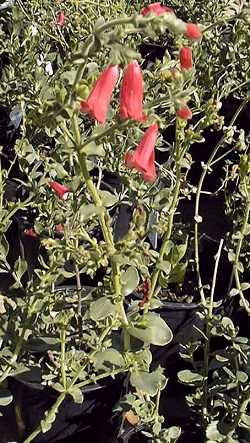 Rock Penstemon