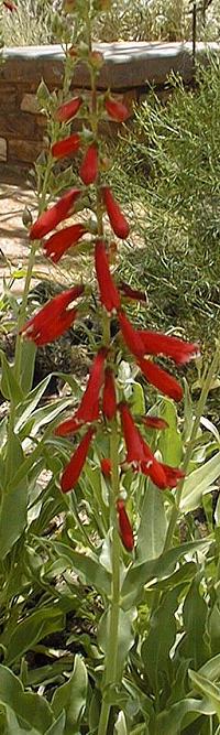 Firecracker Penstemon