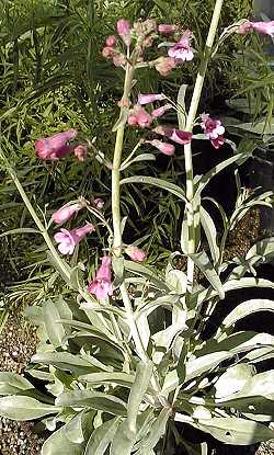 Parry's Penstemon